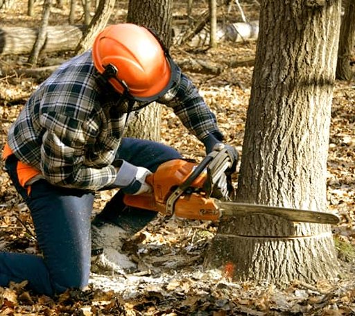 Tree Removal in Miles, TX